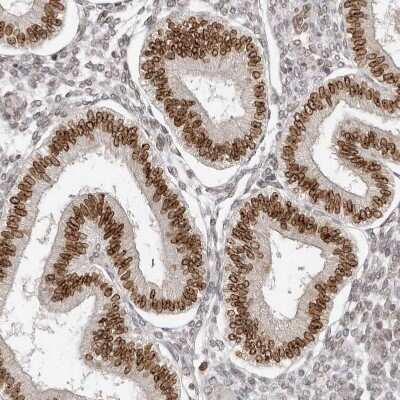 Immunohistochemistry-Paraffin: Nup153 Antibody [NBP1-81724]