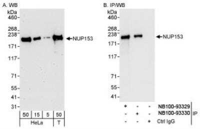 Western Blot: Nup153 Antibody [NB100-93329]