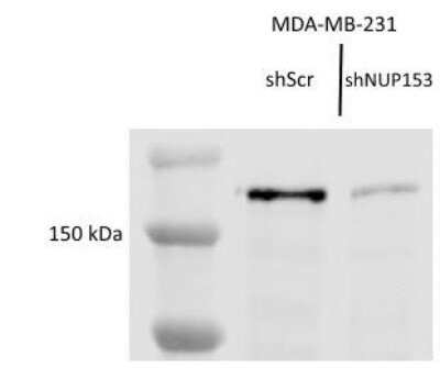 Western Blot: Nup153 Antibody [NB100-93329]