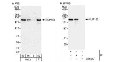 Western Blot: Nup153 Antibody [NB100-93330]