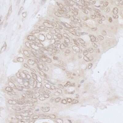 Immunohistochemistry-Paraffin: Nup53 Antibody [NB100-93322]
