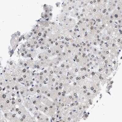 Immunohistochemistry-Paraffin: Nup53 Antibody [NBP1-92214]