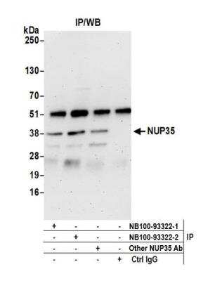 Immunoprecipitation: Nup53 Antibody [NB100-93322]