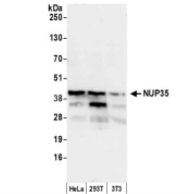 Western Blot: Nup53 Antibody [NB100-93322]