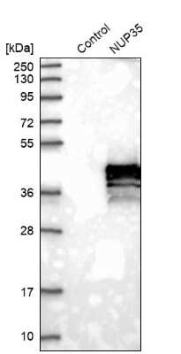 Western Blot: Nup53 Antibody [NBP1-92213]