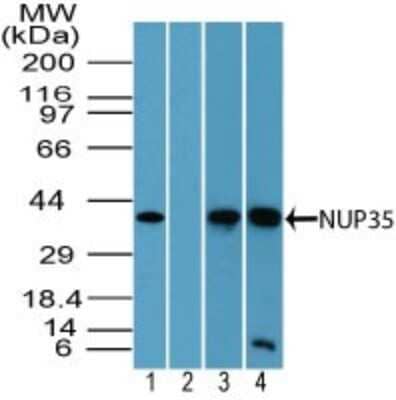 Western Blot: Nup53 Antibody [NBP2-24637]