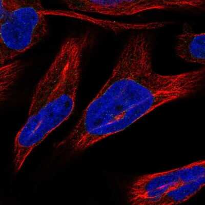 Immunocytochemistry/ Immunofluorescence: Nurim Antibody [NBP2-55890]