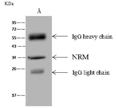 Immunoprecipitation: Nurim Antibody [NBP2-99482]