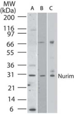 Western Blot: Nurim Antibody [NB100-56414]