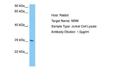 Western Blot: Nurim Antibody [NBP2-87942]