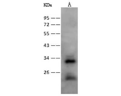 Western Blot: Nurim Antibody [NBP2-99482]