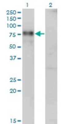 Western Blot: Nurr1/NGFI-B beta/NR4A2 Antibody (1C6) [H00004929-M10]