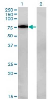 Western Blot: Nurr1/NGFI-B beta/NR4A2 Antibody (2G5) [H00004929-M08]