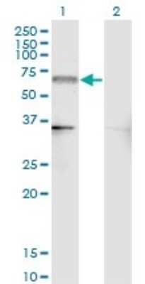 Western Blot: Nurr1/NGFI-B beta/NR4A2 Antibody (4A6) [H00004929-M07]