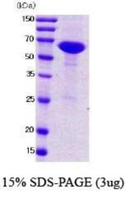 SDS-PAGE: Recombinant E. coli NusA Protein [NBC1-22923]