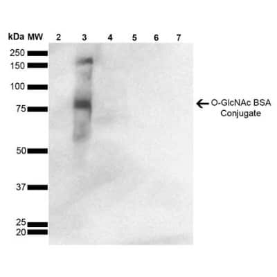 Western Blot: O-GlcNAc Antibody (9H6) [NBP2-59385]