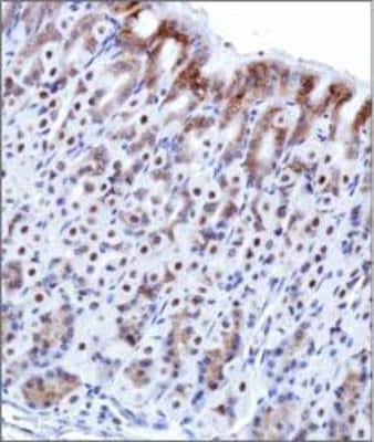 Immunohistochemistry-Paraffin: O-GlcNAc Antibody (HGAC85) [NB300-614]