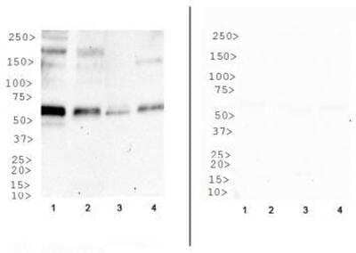 Western Blot: O-GlcNAc Antibody (HGAC85) [NB300-614]
