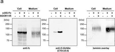 Western Blot: O-GlcNAc Antibody (HGAC85) [NB300-614]