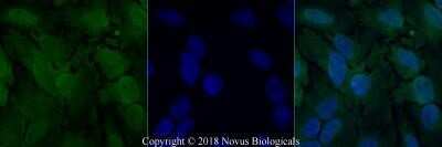 Immunocytochemistry/ Immunofluorescence: O-GlcNAc Antibody (RL2) - Azide and BSA Free [NBP2-80892]