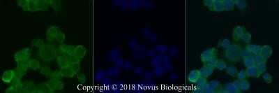 Immunocytochemistry/ Immunofluorescence: O-GlcNAc Antibody (RL2) - Azide and BSA Free [NBP2-80892]