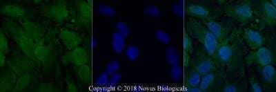 Immunocytochemistry/ Immunofluorescence: O-GlcNAc Antibody (RL2) - BSA Free [NB300-524]