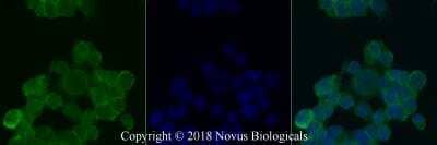 Immunocytochemistry/ Immunofluorescence: O-GlcNAc Antibody (RL2) - BSA Free [NB300-524]