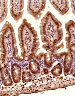 Immunohistochemistry-Paraffin: O-GlcNAc Antibody (RL2) - BSA Free [NB300-524]