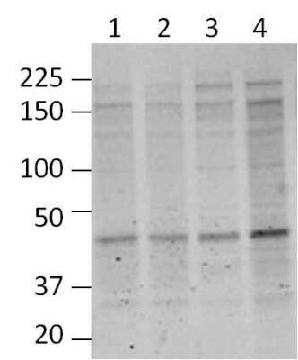 Western Blot: O-GlcNAc Antibody (RL2)BSA Free [NB300-524]