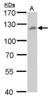 Western Blot: O-GlcNAc Transferase p110 subunit Antibody (2037) [NBP2-43755]
