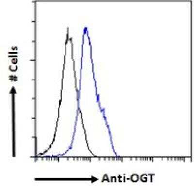 Flow Cytometry: O-GlcNAc Transferase p110 subunit Antibody [NB100-57845]