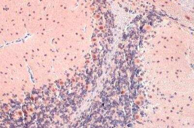 Immunohistochemistry-Paraffin: O-GlcNAc Transferase p110 subunit Antibody [NBP1-32791]