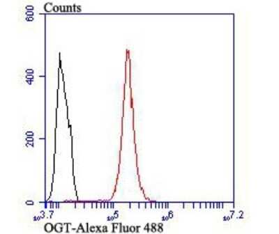 Flow Cytometry: O-GlcNAc Transferase p110 subunit Antibody (JB44-39) [NBP2-75601]