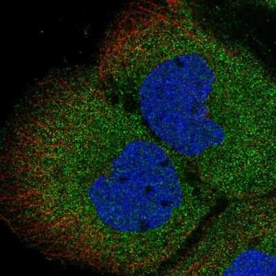 Immunocytochemistry/ Immunofluorescence: O-GlcNAcase/OGA/MGEA5 Antibody [NBP2-57562]