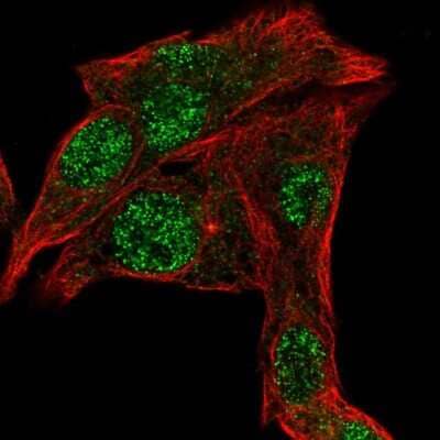 Immunocytochemistry/ Immunofluorescence: OAF Antibody [NBP1-93464]