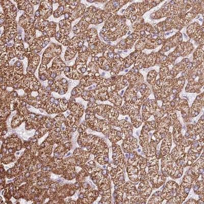 Immunohistochemistry-Paraffin: OAF Antibody [NBP1-93464]