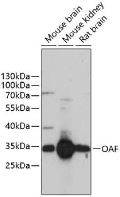 Western Blot: OAF AntibodyAzide and BSA Free [NBP2-93714]