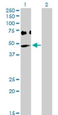 Western Blot: OAS1 Antibody [H00004938-D01P]