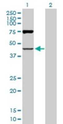 Western Blot: OAS1 Antibody [H00004938-D03P]