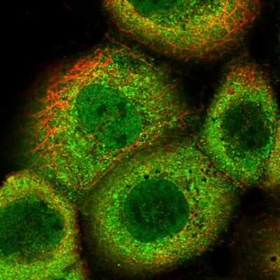 Immunocytochemistry/ Immunofluorescence: OAS2 Antibody [NBP2-58756]