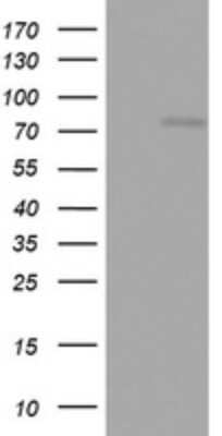 Western Blot: OAS2 Antibody (OTI6E6)Azide and BSA Free [NBP2-73137]