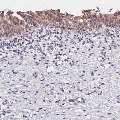 Immunohistochemistry-Paraffin: OAS3 Antibody [NBP1-85841]