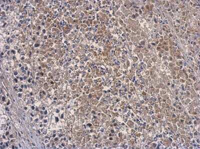 Immunohistochemistry-Paraffin: OAS3 Antibody [NBP2-19617]