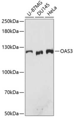 Western Blot: OAS3 AntibodyAzide and BSA Free [NBP2-94081]