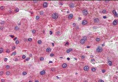 Immunohistochemistry-Paraffin: OASIS/CREB3L1 Antibody [NB600-799]