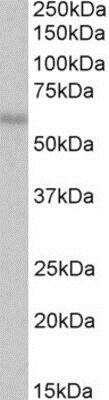 Western Blot: OASIS/CREB3L1 Antibody [NB600-799]