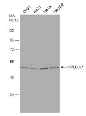 Western Blot: OASIS/CREB3L1 Antibody [NBP1-31017]