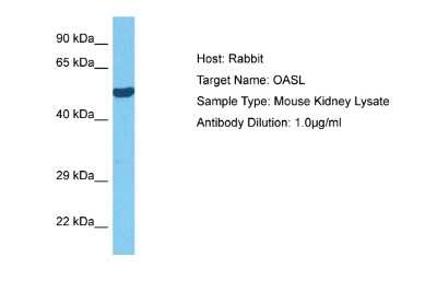 Western Blot: OASL Antibody [NBP1-91626]