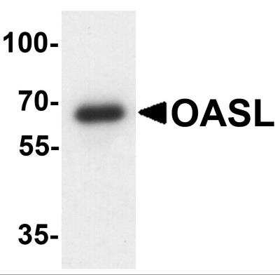 Western Blot: OASL AntibodyBSA Free [NBP2-81833]