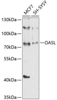 Western Blot: OASL AntibodyBSA Free [NBP2-94174]